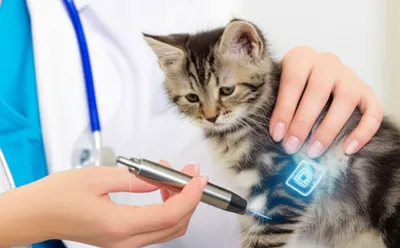 Illustration chips - Image 1