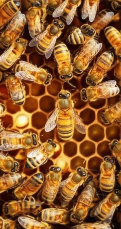 Illustration reproductive