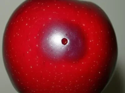 Illustration envenomed - Image 1