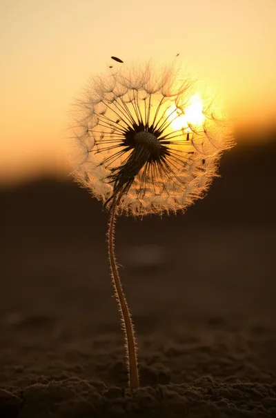 Illustration lingers - Image 1