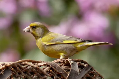 Illustration greenfinch - Image 2