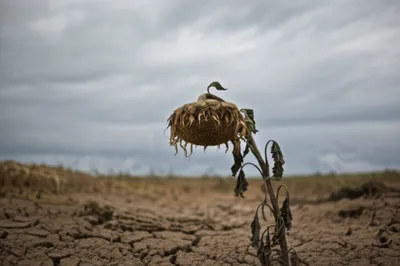 Illustration sour - Image 1