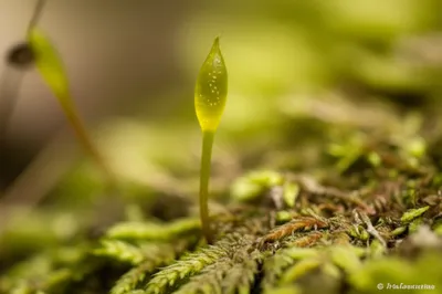 Illustration urn - Image 1