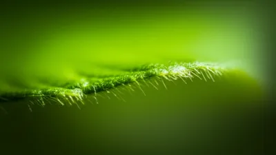 Hình ảnh minh họa cilium