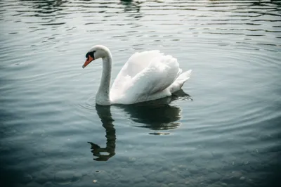 Illustration elegant - Image 1