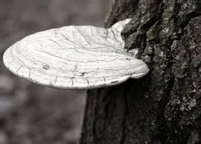 Illustration outgrowth - Image 2