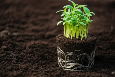 Illustration substratum - Image 1