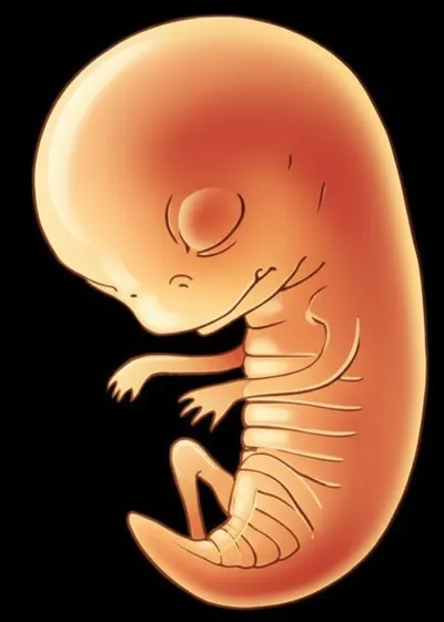 Illustration somite - Image 1