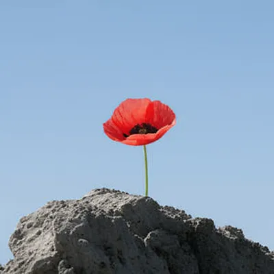 Illustration solitary - Image 1