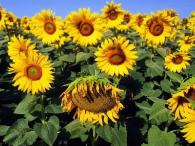 Illustration runts - Image 1