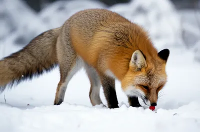 Illustration forage - Image 1