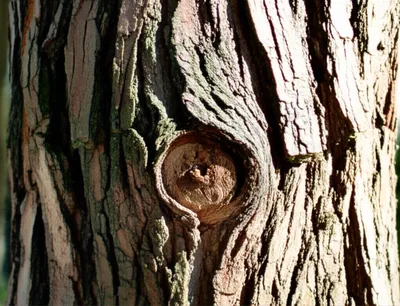 Illustration woody - Image 1