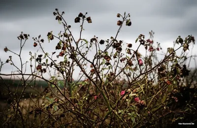 Illustration cunt - Image 1