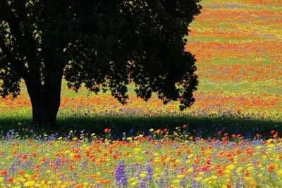 Illustration shadows - Image 1