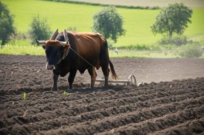 Illustration plough - Image 1