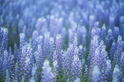 Illustration periwinkle - Image 1