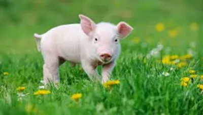 Illustration piglet - Image 2