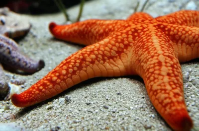 Illustration ray - Image 1