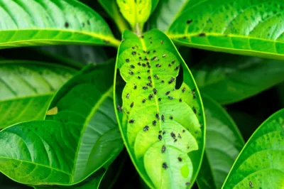 Illustration repellent - Image 1