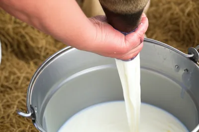 Illustration milking - Image 1