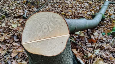 Illustration severance