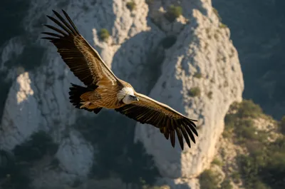 Hình ảnh minh họa gryphon - Ảnh 1