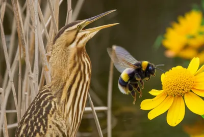 Hình ảnh minh họa bumbled - Ảnh 1