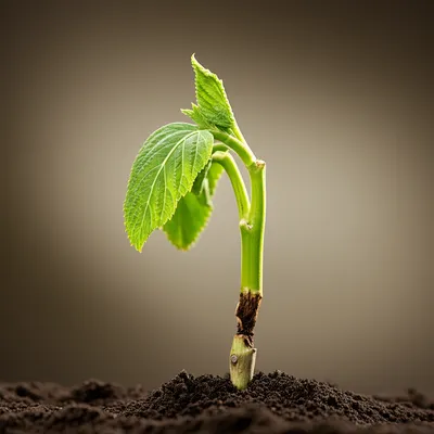 Illustration harm - Image 1