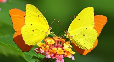 Illustration yellow - Image 1