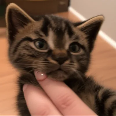 Illustration chipped - Image 1