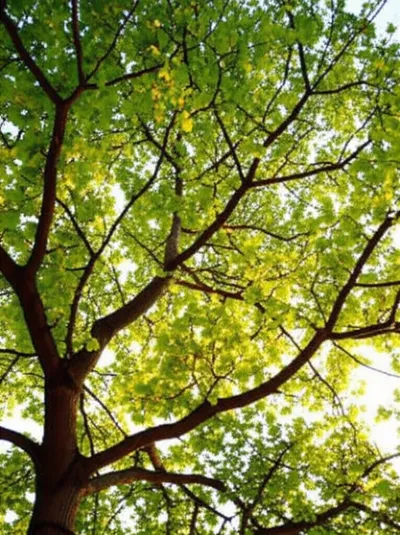 Illustration crowns - Image 1