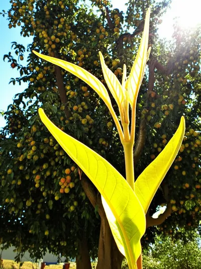 Illustration successions - Image 1