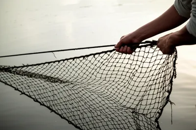 Illustration draught - Image 1