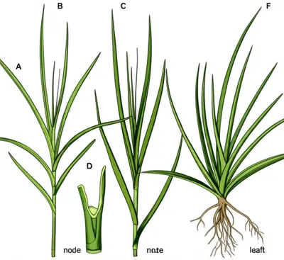 Illustration grass