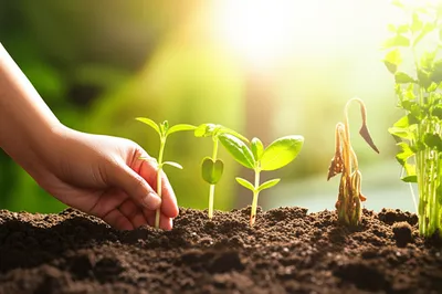 Illustration seed - Image 1