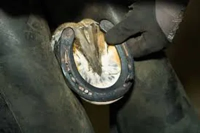 Illustration shoe - Image 2