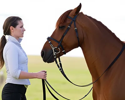 Illustration bridle - Image 1