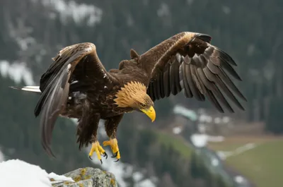 Illustration swooping - Image 1