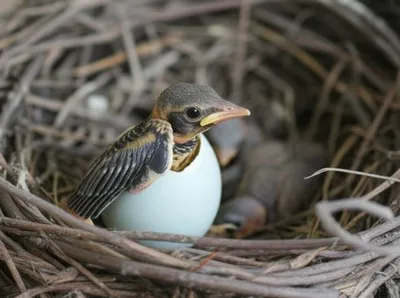 Illustration malformations - Image 1