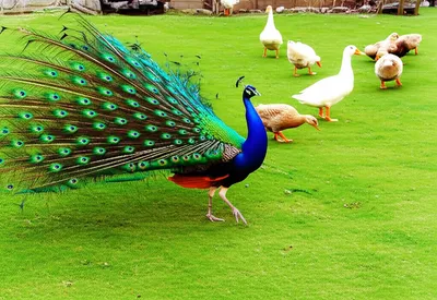 Illustration prance - Image 1