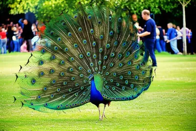 Illustration pranced - Image 1