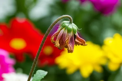 Illustration declines - Image 1