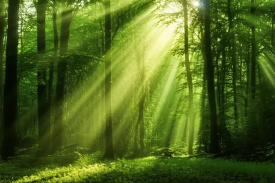 Illustration mists - Image 1