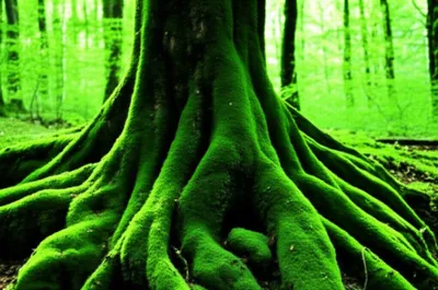 Illustration mosses - Image 1