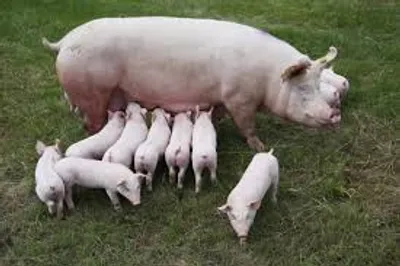 Illustration pig - Image 2