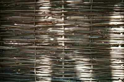 Illustration wattles