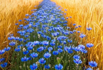 Illustration cornflower - Image 1