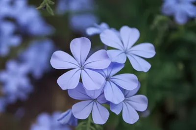 Illustration periwinkle - Image 1