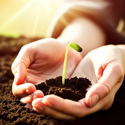 Illustration midwife - Image 1