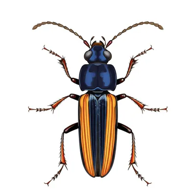 Illustration worm - Image 1